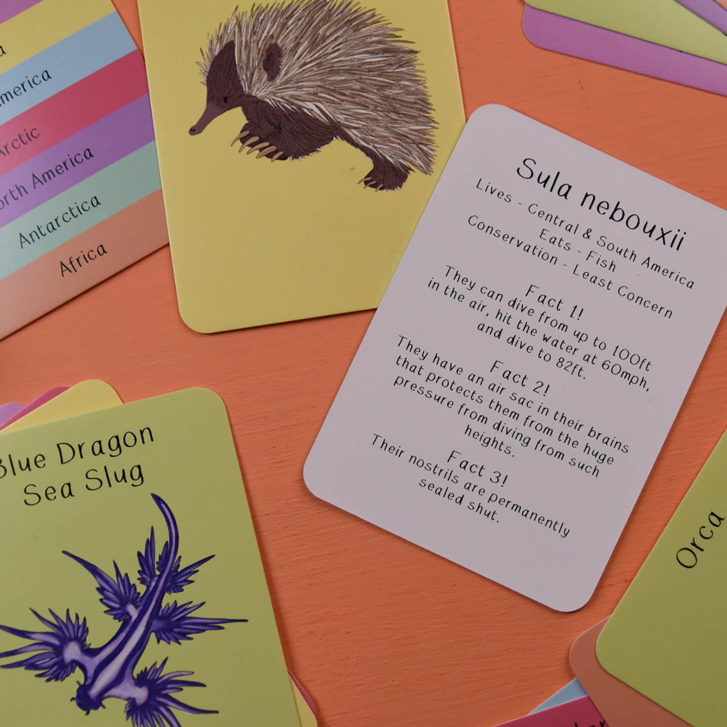 Amazing Animals Fact Cards