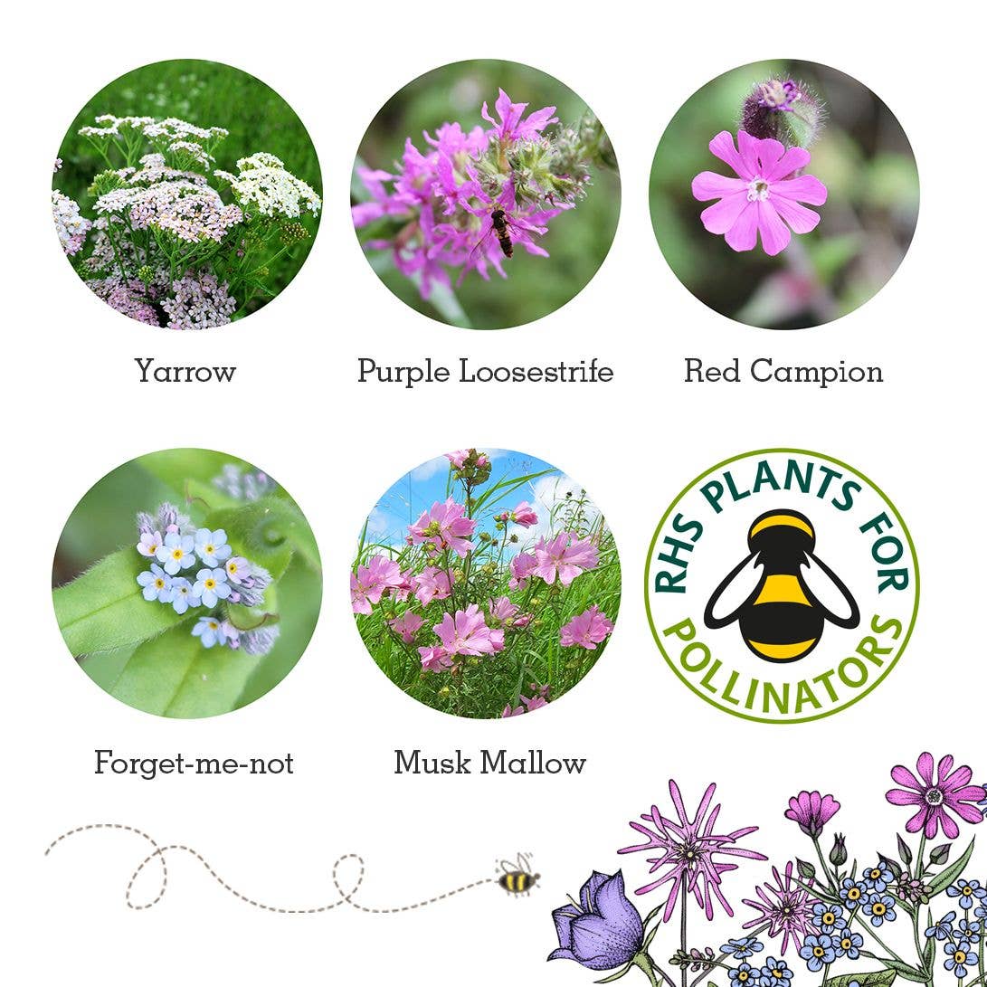 Seedball Wildflower Grab Bag - Butterfly Mix