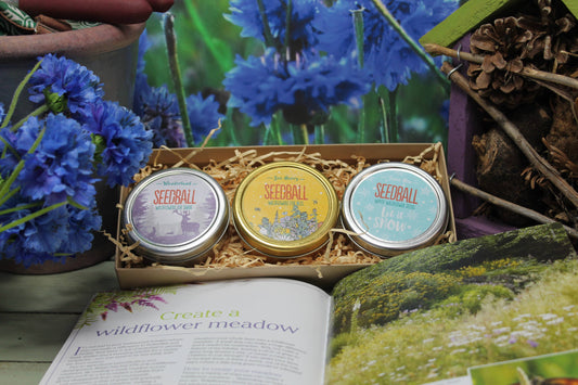 Festive Wildflower Seedball Gift Set