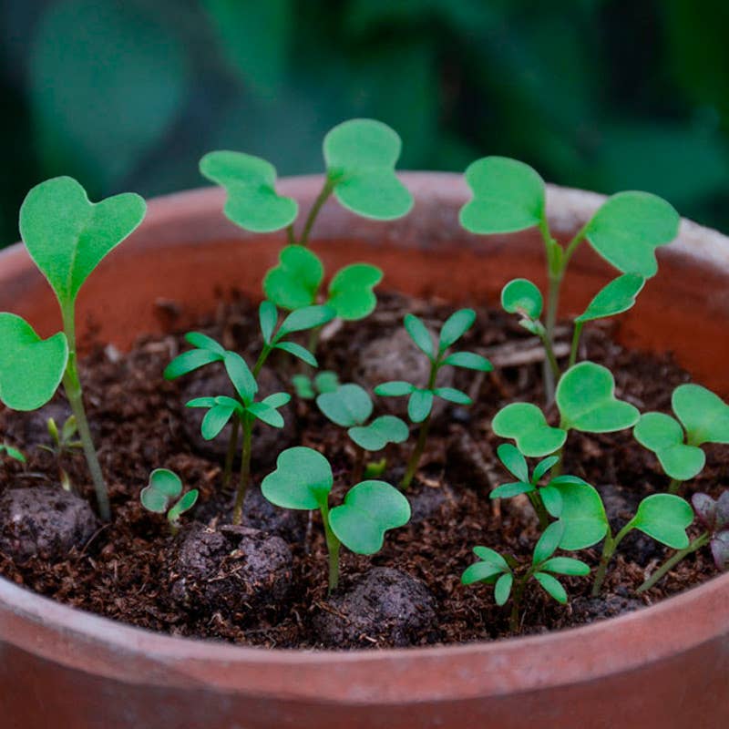 Seedball Wildflower Grab Bag - Garden Meadow