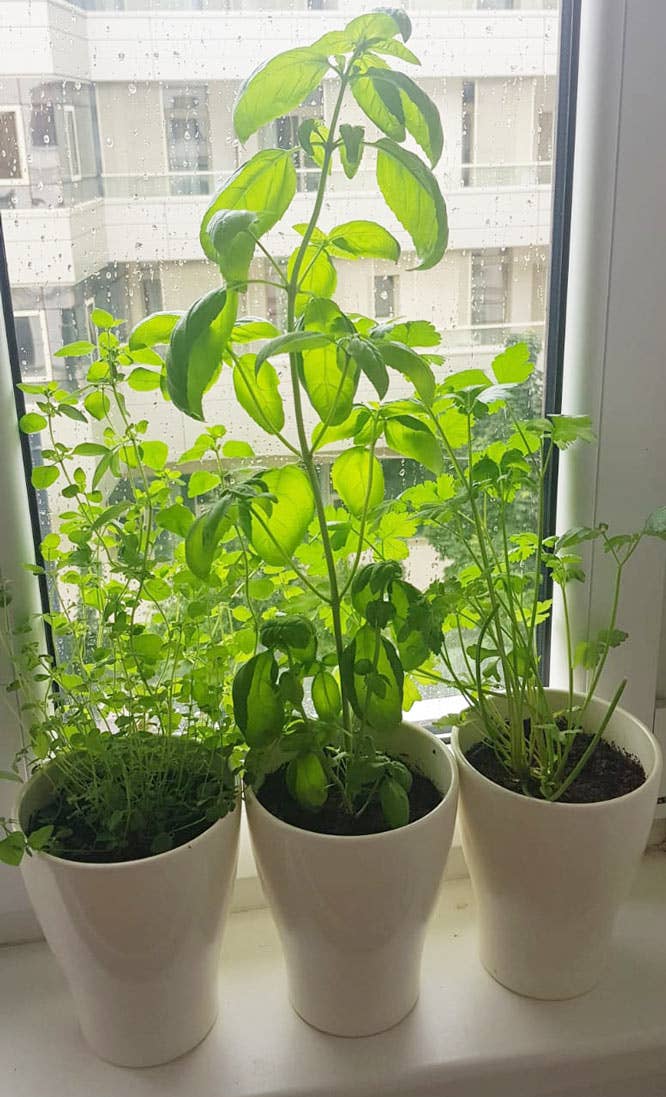 Grow Your Own Herb Kitchen