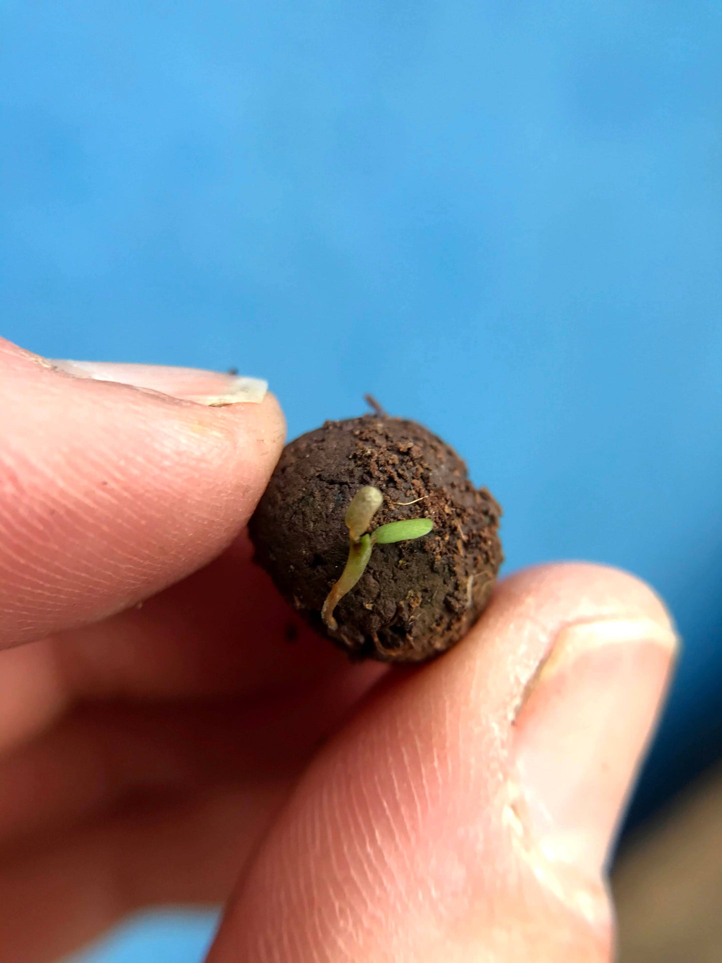 Make Your Own Seedballs Kit: Flowers for Bees