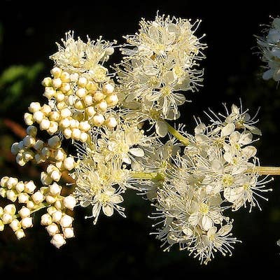 Seedball Wildflower Grab Bag - Shade Mix